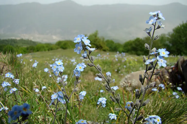 تصویر جنگل الیمستان